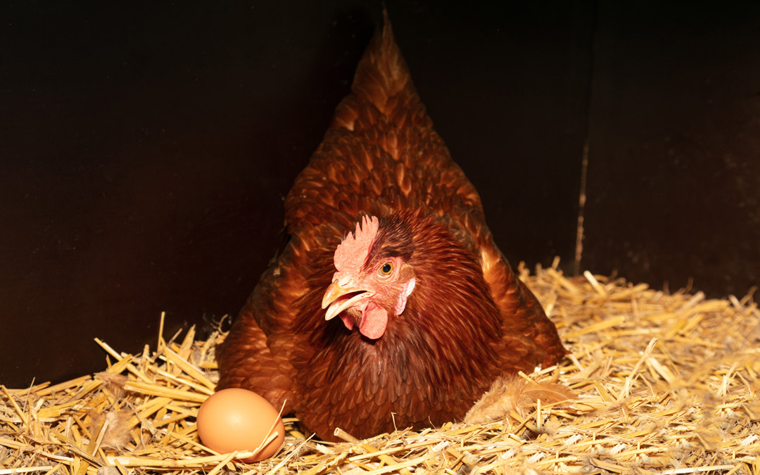 We tell you the importance of organic feed for hard-shelled laying hens