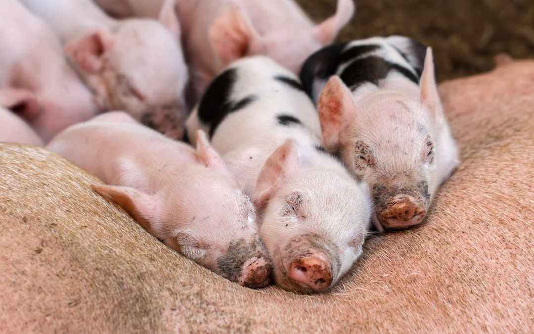 Organic feed for piglets, a great help for their growth