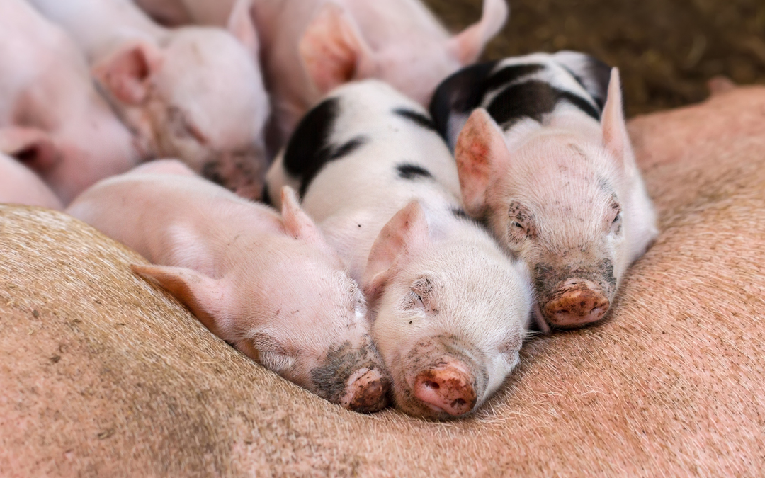 Alimento biológico para leitões, uma grande ajuda para o seu crescimento