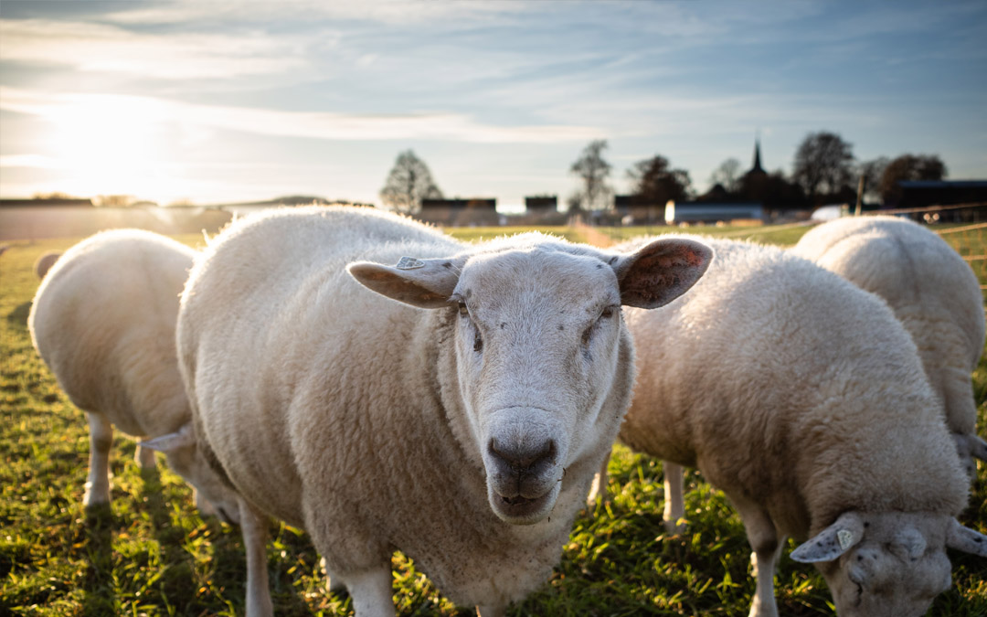 Organic sheep production