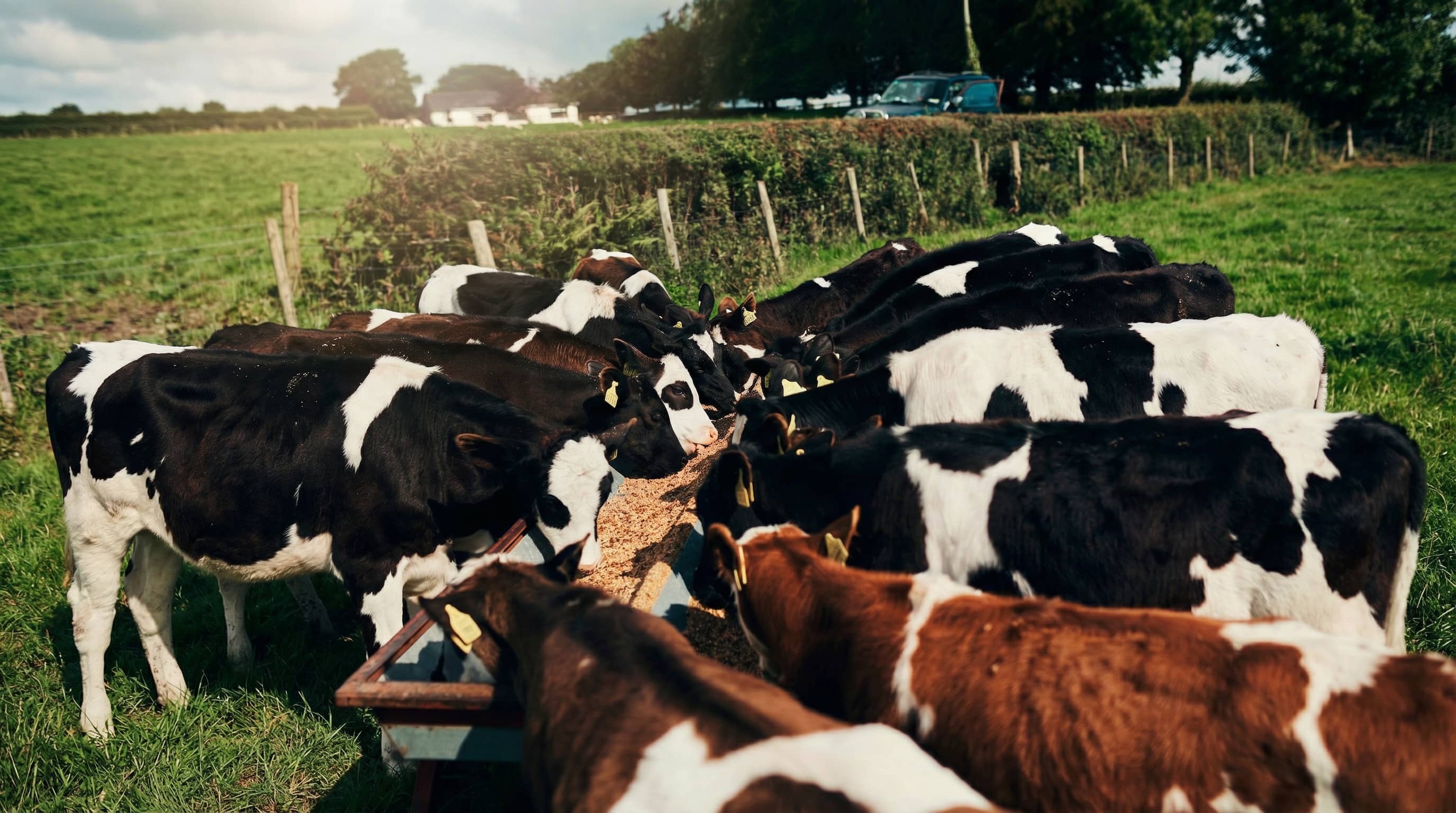 What is the current role of organic feed for cows?