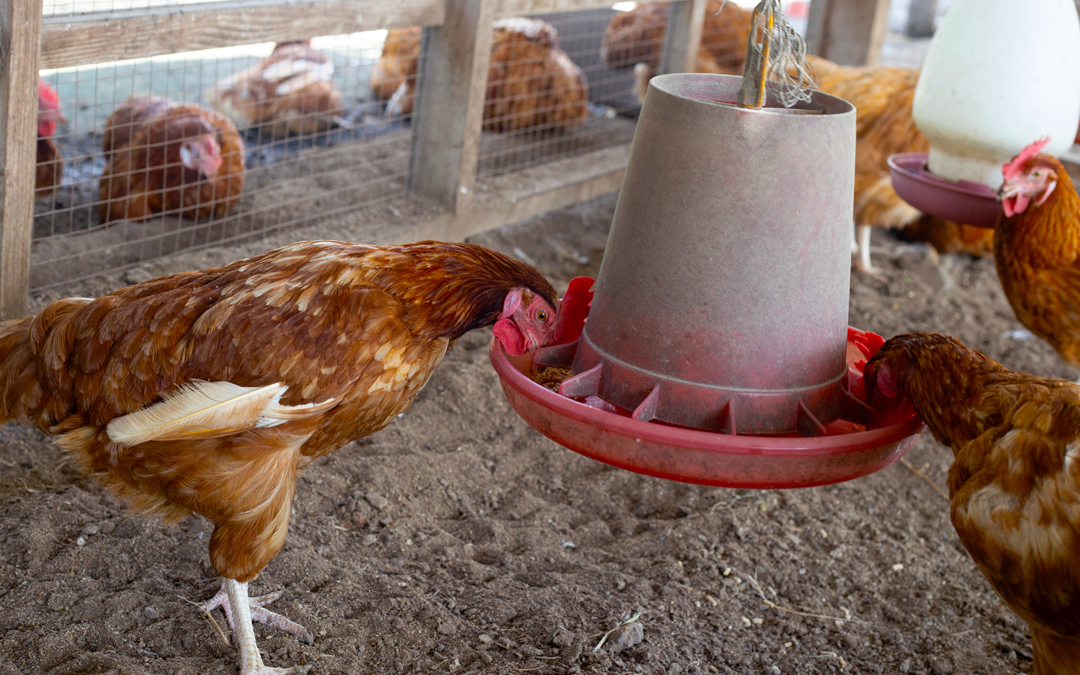 Why you should offer your chickens organic feed in coarse flour format