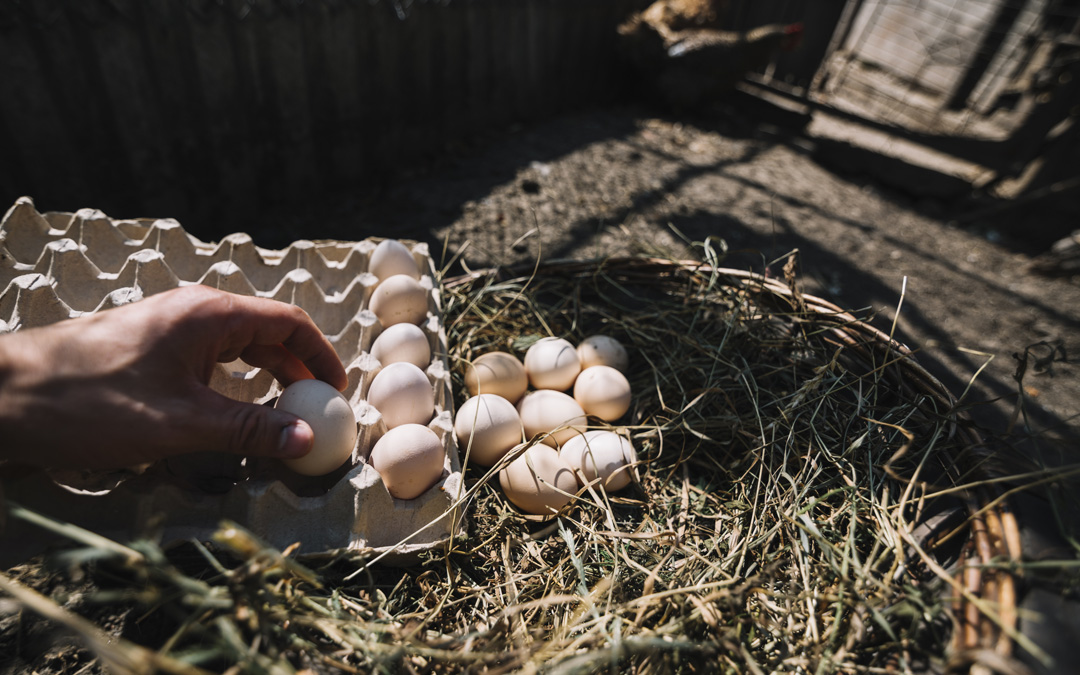 Discover the breeds of chickens preferred as layers