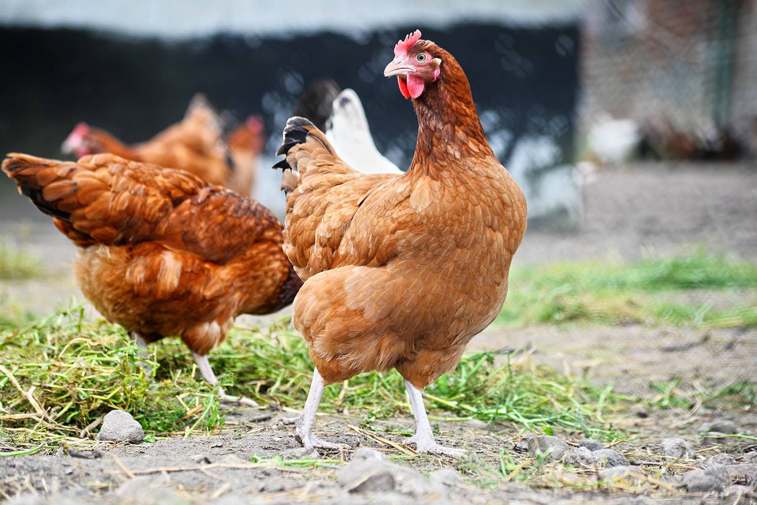 Tipps zum Füttern von Hühnern
